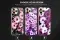 African Daisies Phone Case, Spring Osteospermum Flower Cover - Image 1